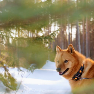 Dog training day permit