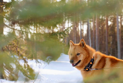 Dog training day permit